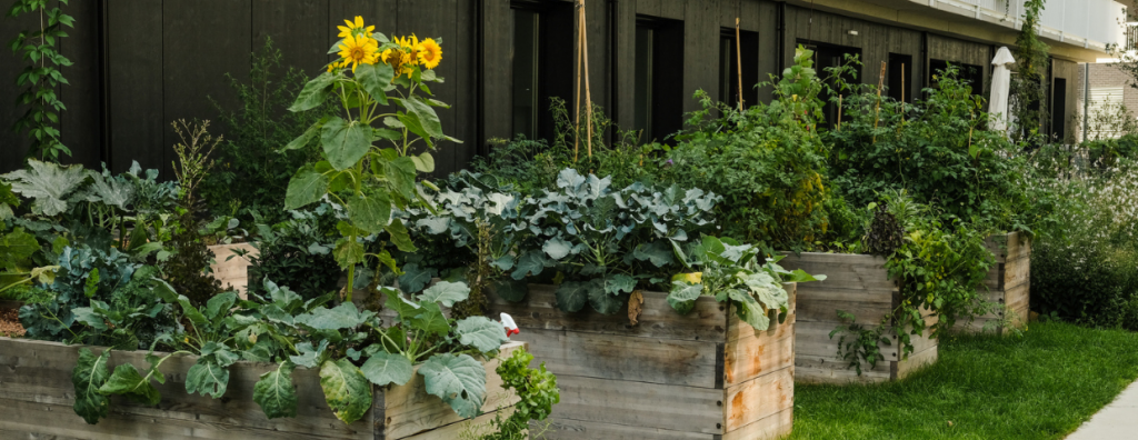 A Quick Guide to Urban Farming