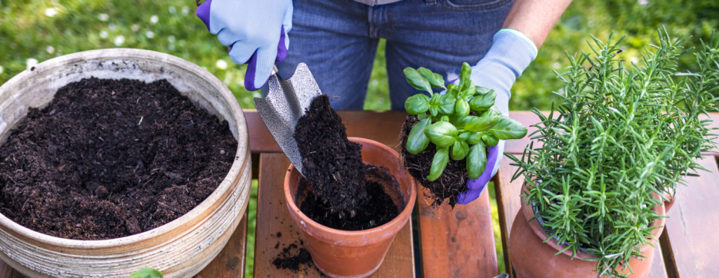 How to Plant an Herb Garden