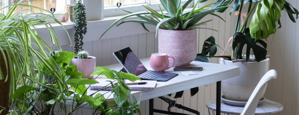 Decorating with House Plants to Match Your Décor Style